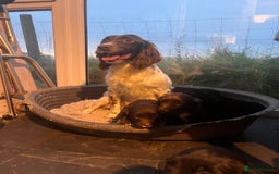 Sprocker dogs for sale: Sprocker Spaniels - Image 8
