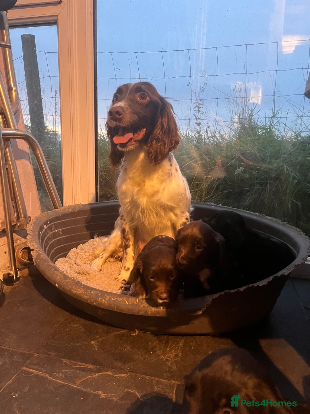 Sprocker dogs for sale: Sprocker Spaniels - Image 8