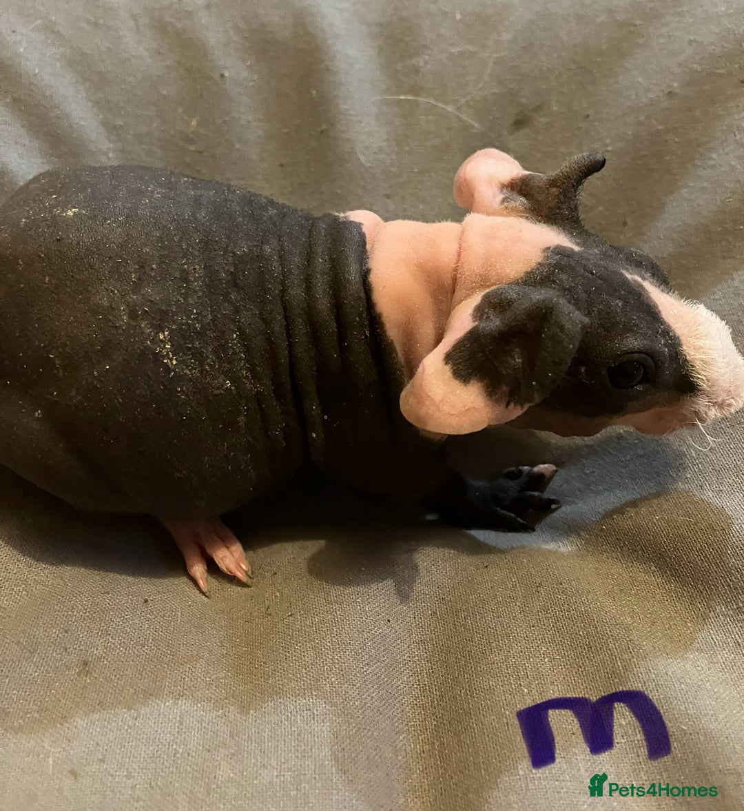 Guinea Pig rodents for sale: Well handled skinny pigs.  - Advert 2