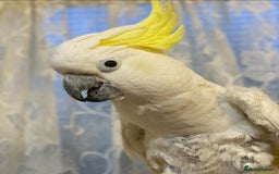 Cockatoo birds for sale: Percy the Cockatoo looking for loving new family.  - Image 2