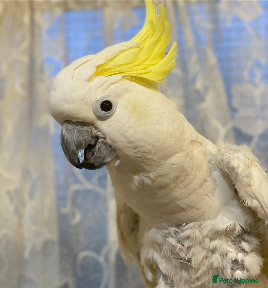 Cockatoo birds for sale: Percy the Cockatoo looking for loving new family.  - Image 2