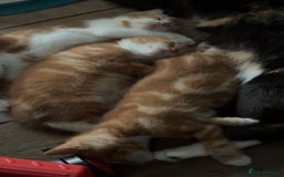 Mixed Breed cats for sale: Make kittens  - Image 2