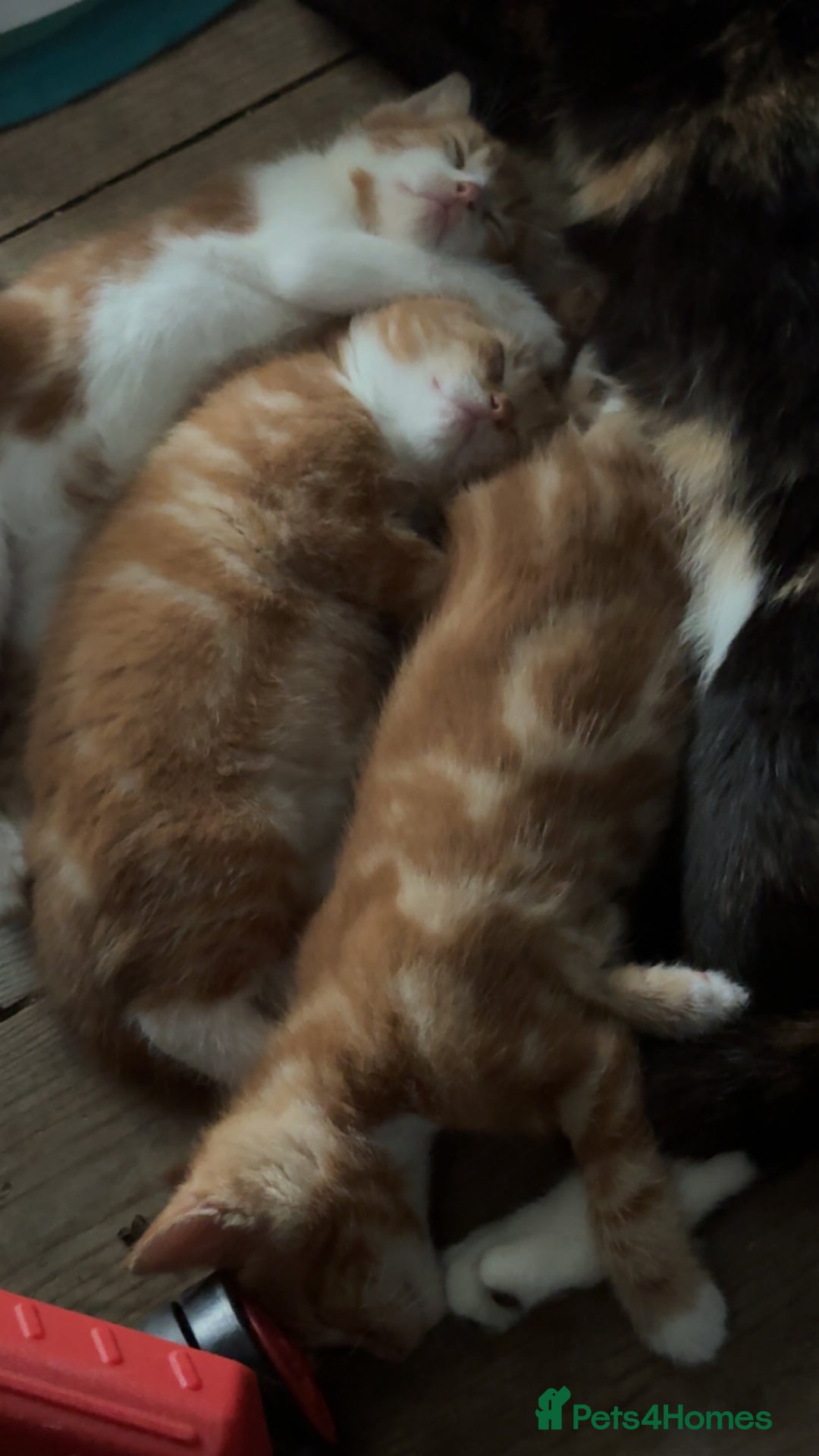 Mixed Breed cats for sale: Make kittens  - Image 2
