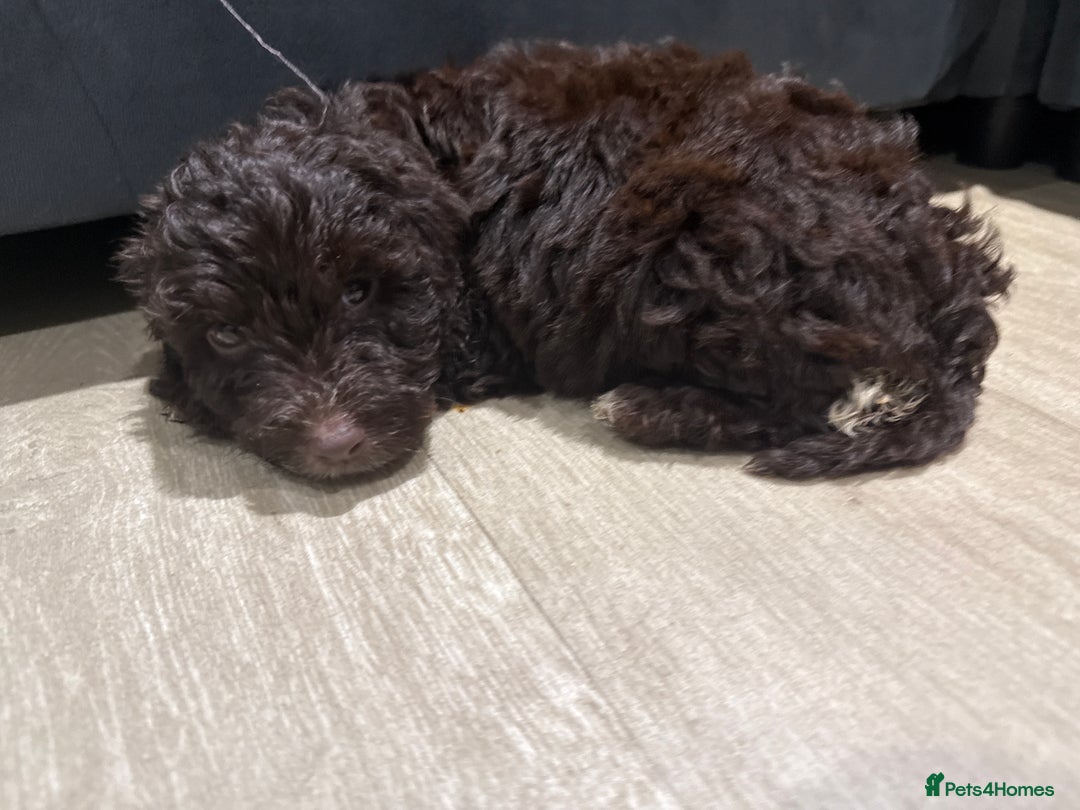 Cockapoo dogs for sale: Miniature f1 Cockapoos puppies - Advert 34