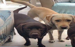 Labrador Retriever dogs for sale: Fully vaccinated chunky pedigree pups  - Advert 8