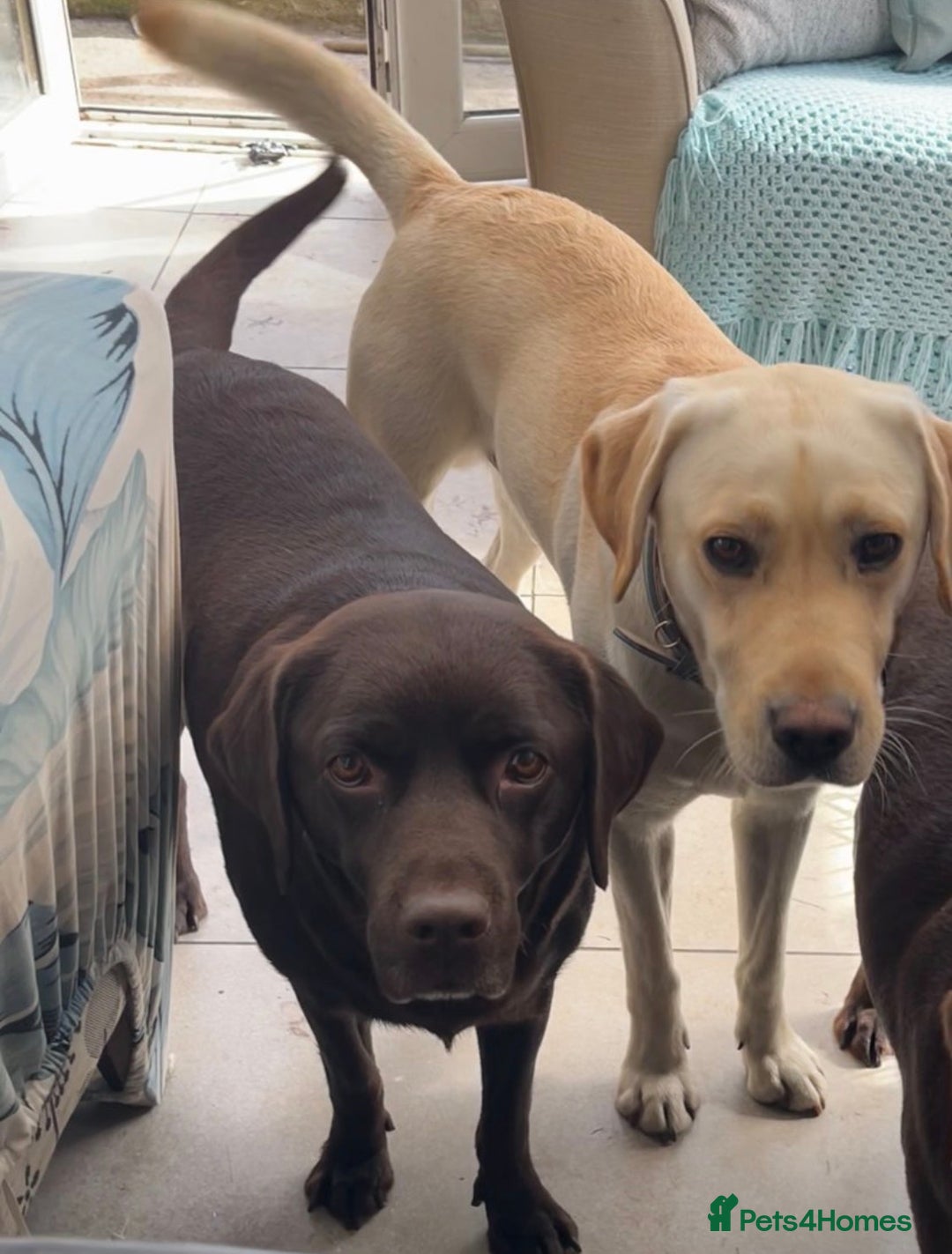 Labrador Retriever dogs for sale: Fully vaccinated chunky pedigree pups  - Advert 8