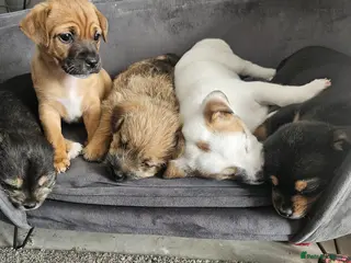 Mixed Breed dogs Shih Tzu X Jack Russell - Advert 8