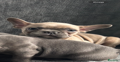 French Bulldog dogs - Advert 12