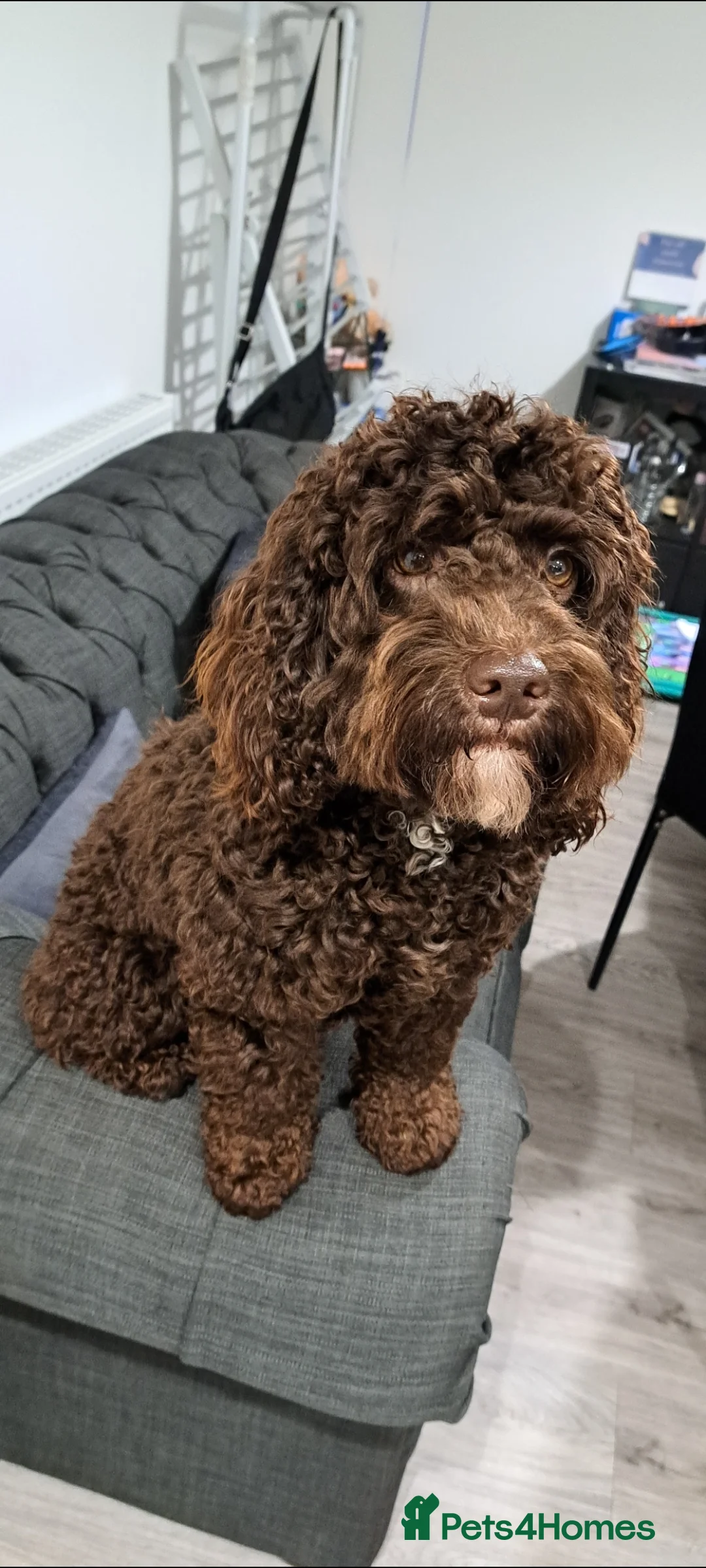 Cockapoo dogs for stud: Cockapoo stud chocolate proven  - Advert 1
