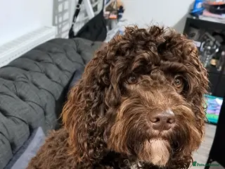 Cockapoo dogs Cockapoo F2 chocolate proven - Advert 2