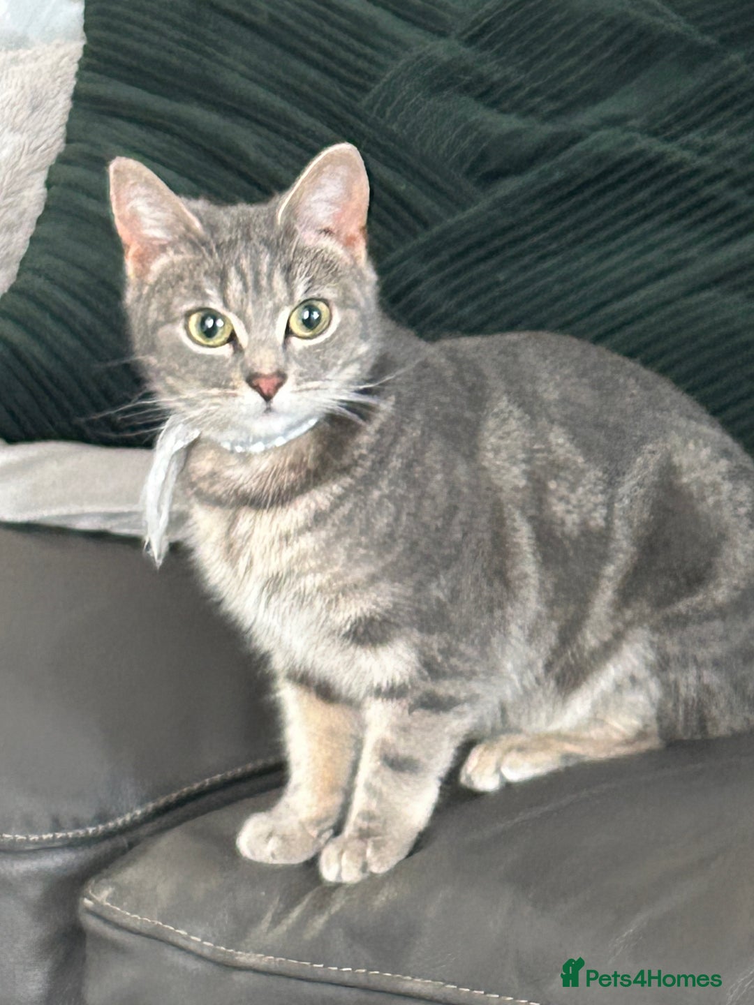 Domestic Shorthair cats for sale: Grey tabby - Advert 1