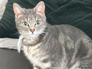 Domestic Shorthair cats Grey tabby - Advert 1