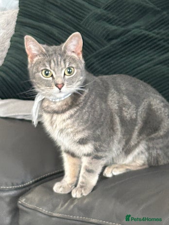 Domestic Shorthair cats Grey tabby - Advert 1