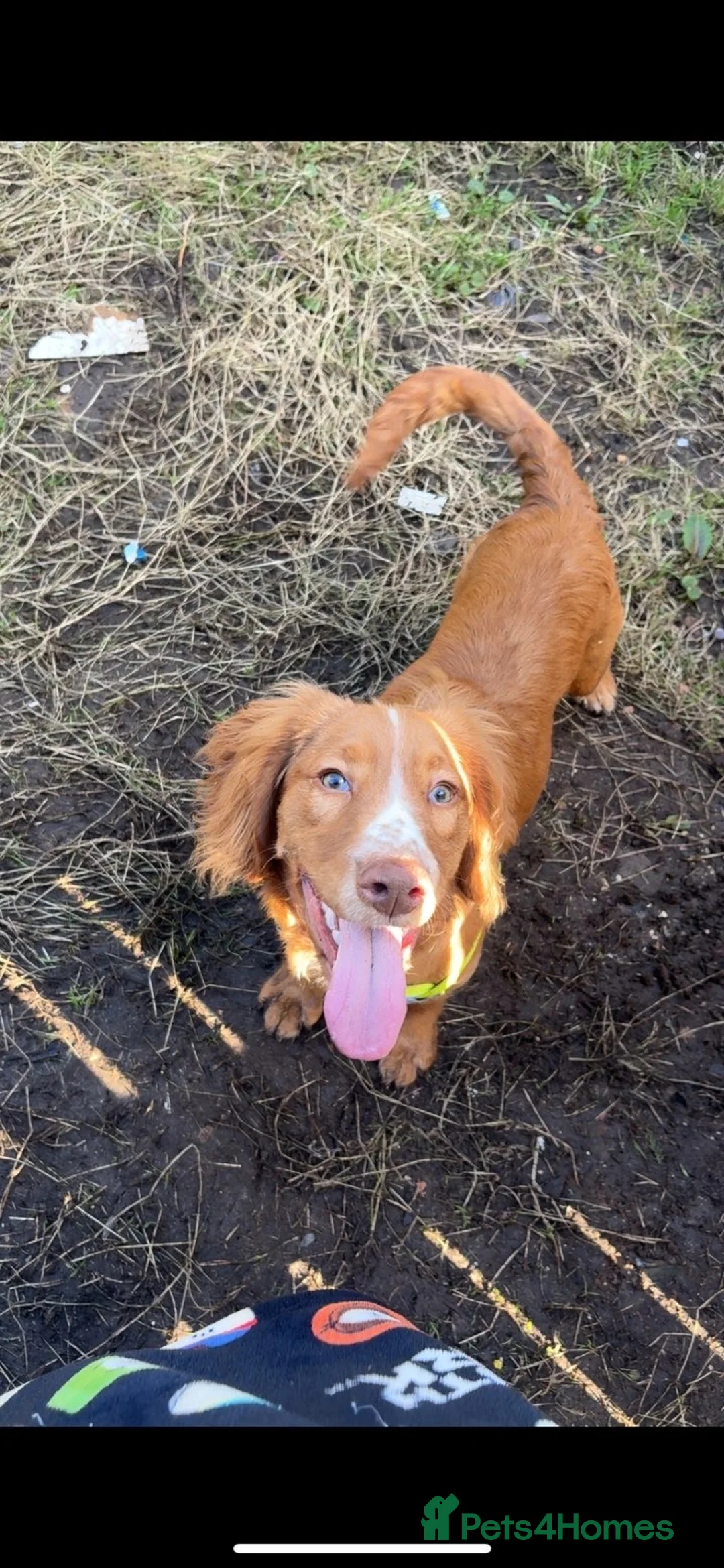 Cocker Spaniel dogs for sale: Male cocker spaniel for sale  in Leven - Advert 2
