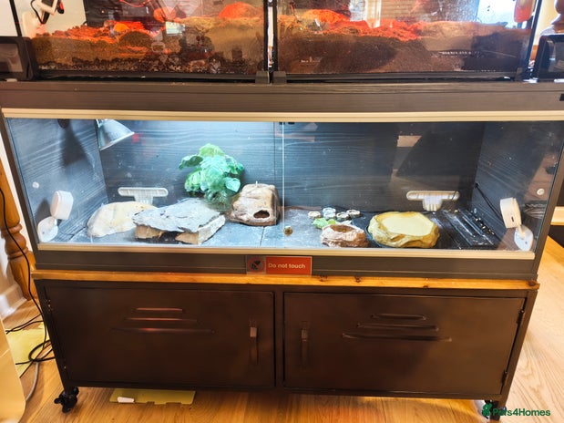 Leopard Gecko reptiles - Advert 1