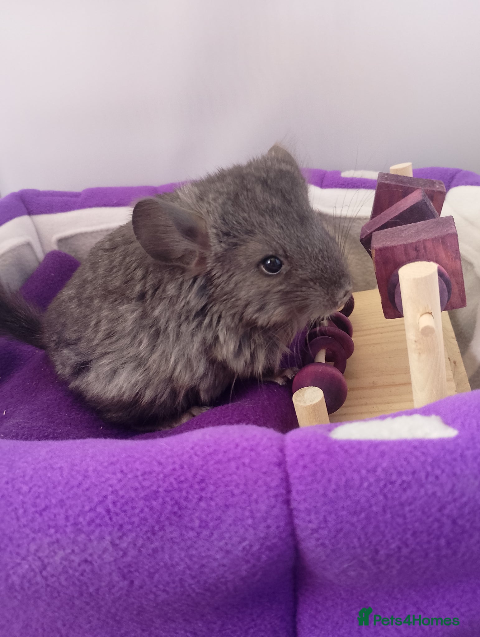 Chinchilla rodents RPA baby Female Chinchilla - Advert 2