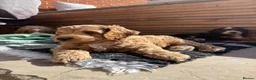 Cockapoo dogs for sale: 1 male gorgeous cockapoo READY TO GO!  - Advert 7