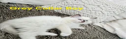 Ragdoll cats for sale: Adorable Ragdoll kittens looking for loving homes! - Advert 23