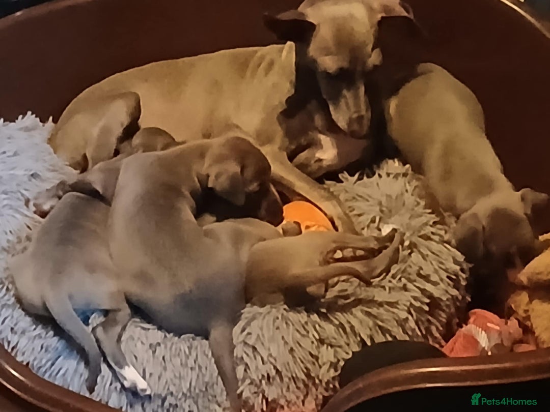 Italian Greyhound dogs for sale: STUNNING LITTER OF RKC REG ITALIAN GREYS - Advert 1