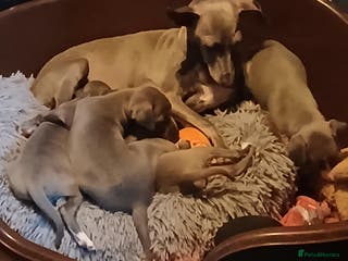 Italian Greyhound dogs STUNNING LITTER OF RKC REG ITALIAN GREYS - Advert 1
