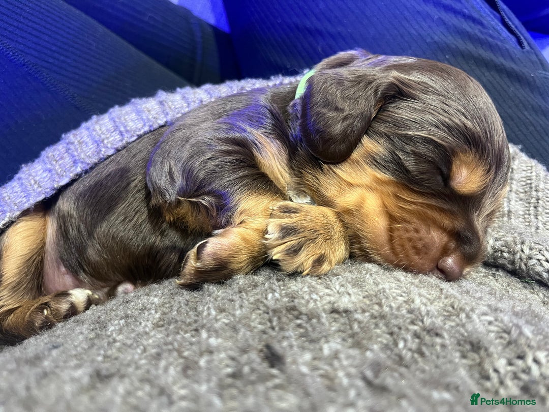 Cockapoo dogs for sale: Stunning litter of f1b cockapoo puppies  - Image 7