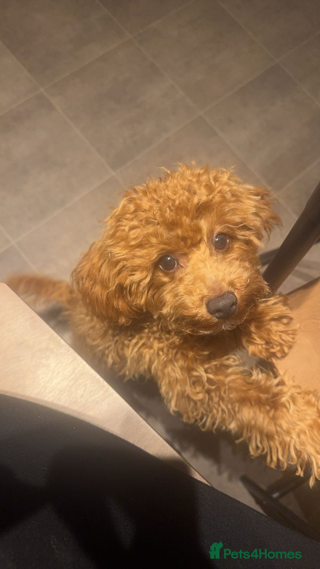 Cavapoochon dogs for stud: My female cavapoo - Image 2