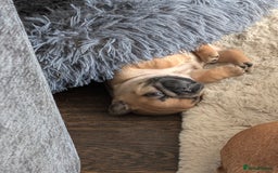 French Bulldog dogs for sale: Stunning Red fawn black & tan KC reg frenchie pups - Image 19