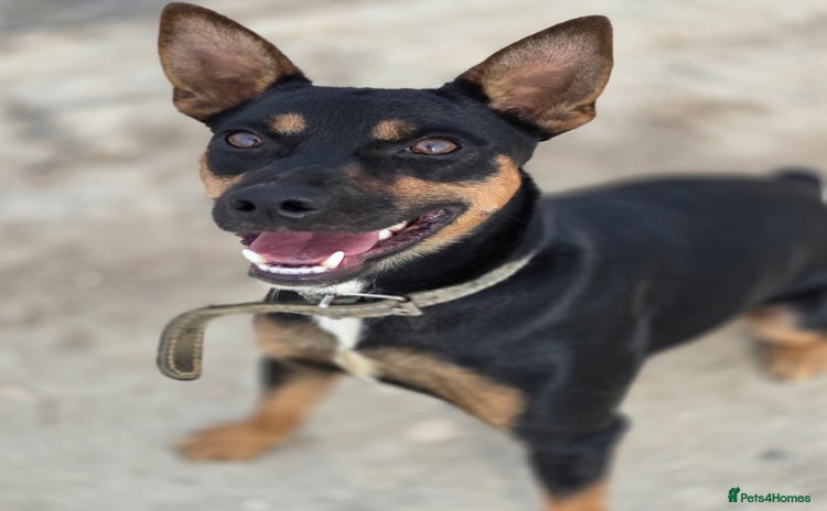 Miniature Pinscher dogs - Advert 13