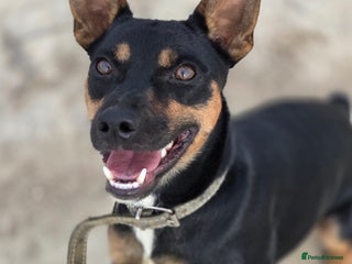 Miniature Pinscher dogs Smarty Pant Eric - Advert 4