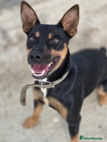 Miniature Pinscher dogs - Advert 1