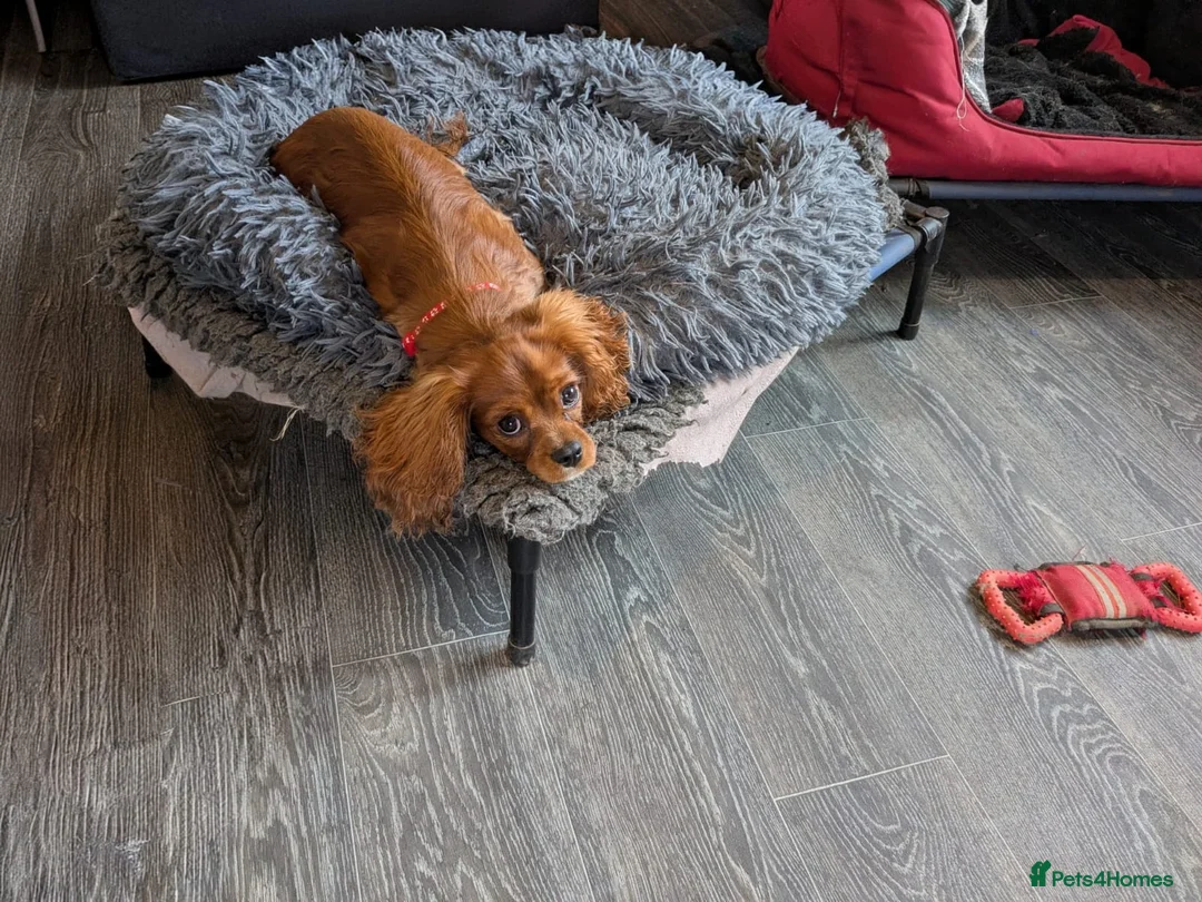 Cavalier King Charles Spaniel dogs for sale: Ruby boy available - fully vaccinated - Advert 1