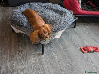 Cavalier King Charles Spaniel dogs Ruby boy available - fully vaccinated - Advert 3