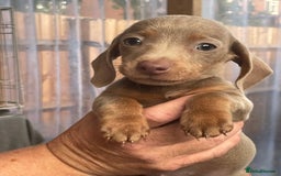 Miniature Dachshund dogs for sale: Miniature dachshund  - Image 2