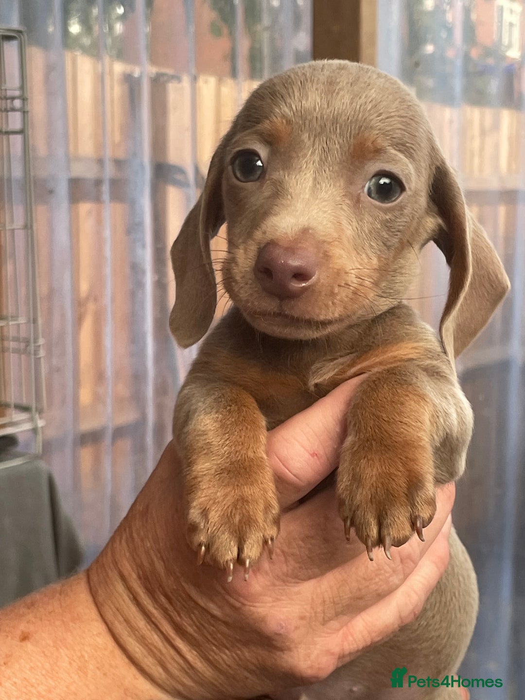 Miniature Dachshund dogs for sale: Miniature dachshund  - Image 2