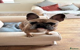 French Bulldog dogs for sale: Frenchbull dog  - Image 5