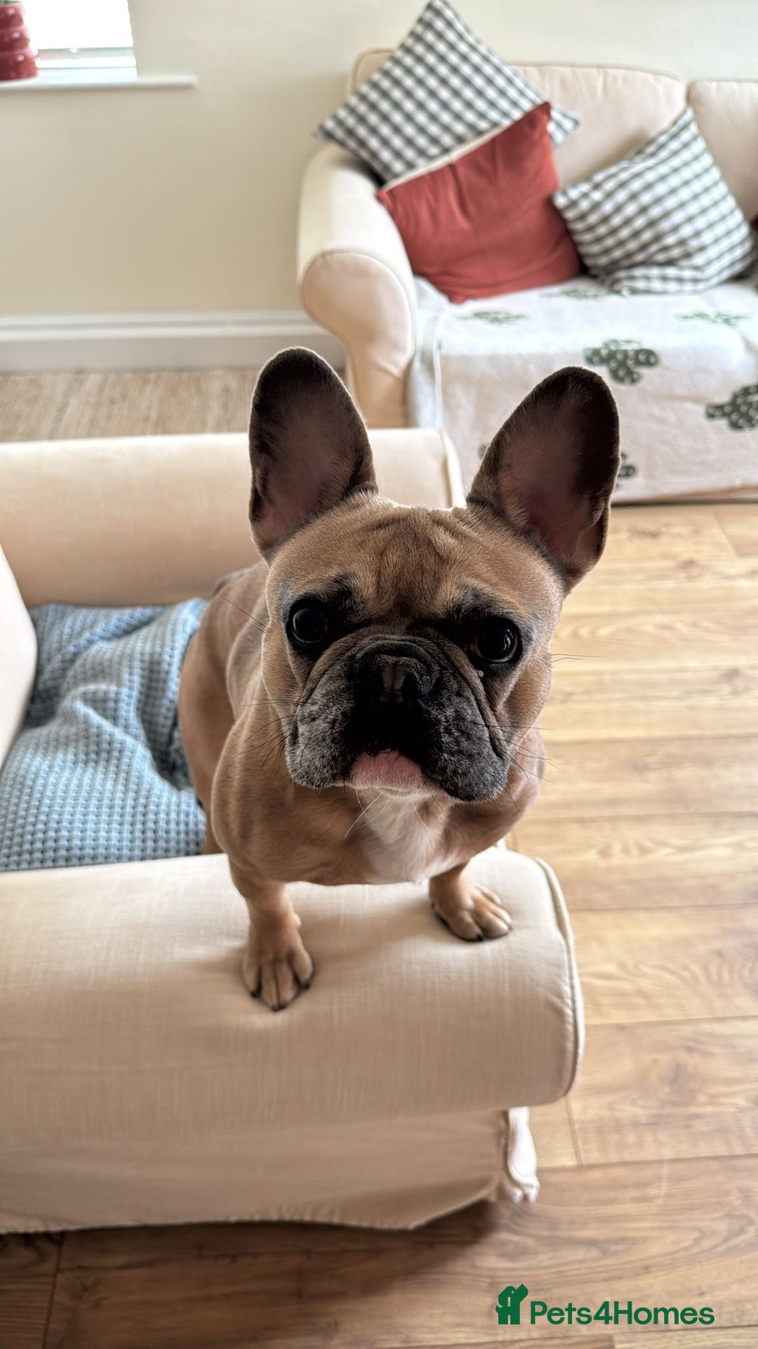 French Bulldog dogs for sale: Frenchbull dog  - Image 5