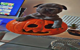 French Bulldog dogs for sale: French bulldog puppy’s  - Image 7