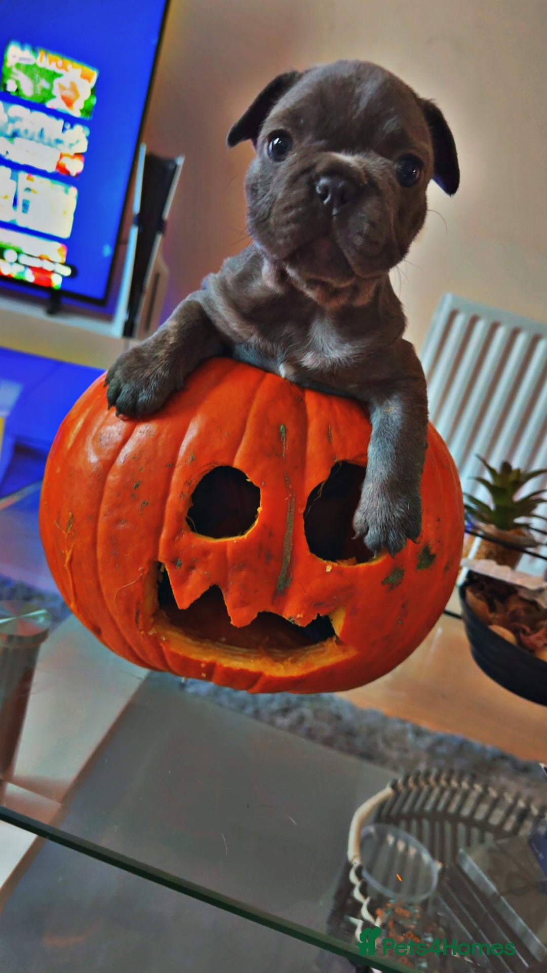 French Bulldog dogs for sale: French bulldog puppy’s  - Image 7