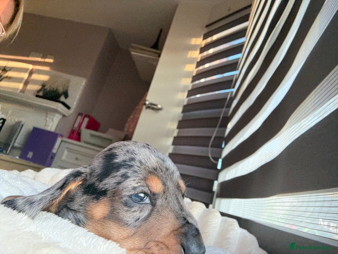 Dachshund dogs for sale: ⭐️KC reg miniature ⭐️stunning litter Dachshunds  - Image 9