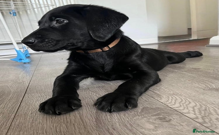 Labrador Retriever dogs - Advert 1