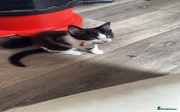 Domestic Shorthair cats for sale: 3 beautiful kittens xx - Image 5