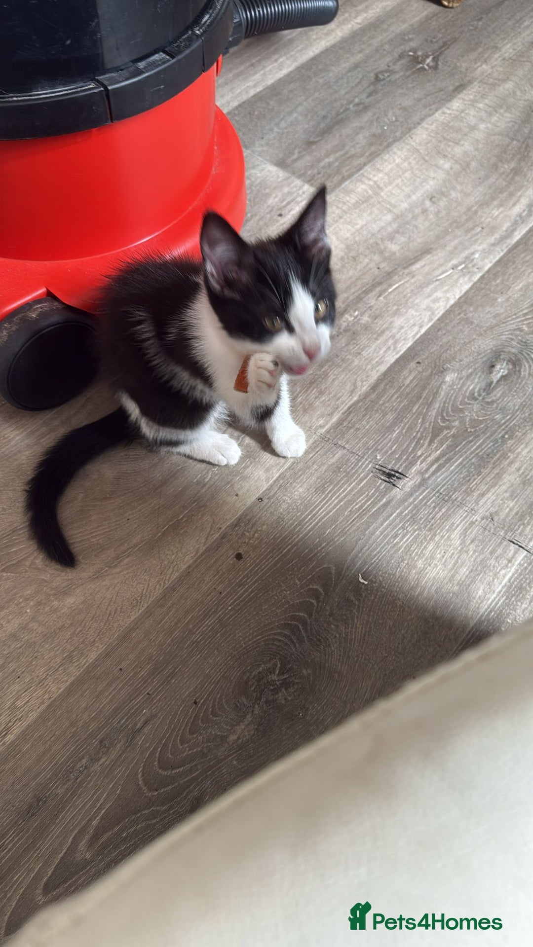 Domestic Shorthair cats for sale: 3 beautiful kittens xx - Image 5