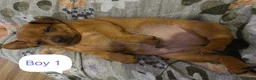 Miniature Pinscher dogs for sale: Beautiful Miniature Pincher puppies  - Advert 8