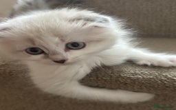 Scottish Fold cats for sale: 5 fluffy Scottish fold kittens  - Image 12
