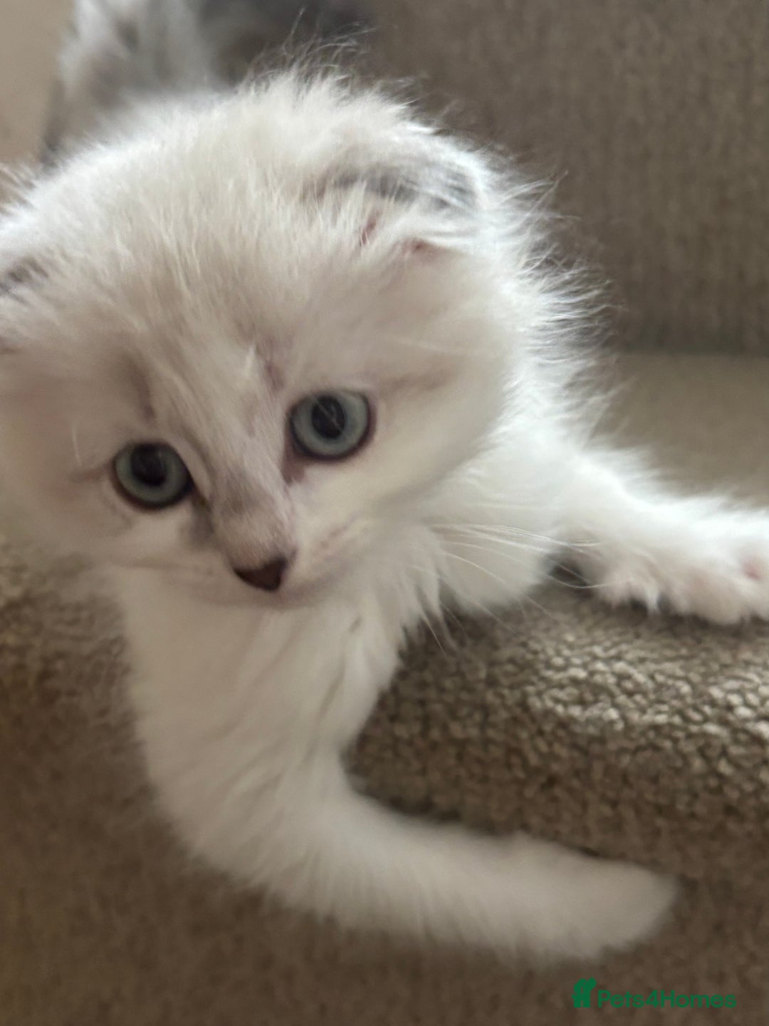 Scottish Fold cats for sale: 5 fluffy Scottish fold kittens  - Image 12