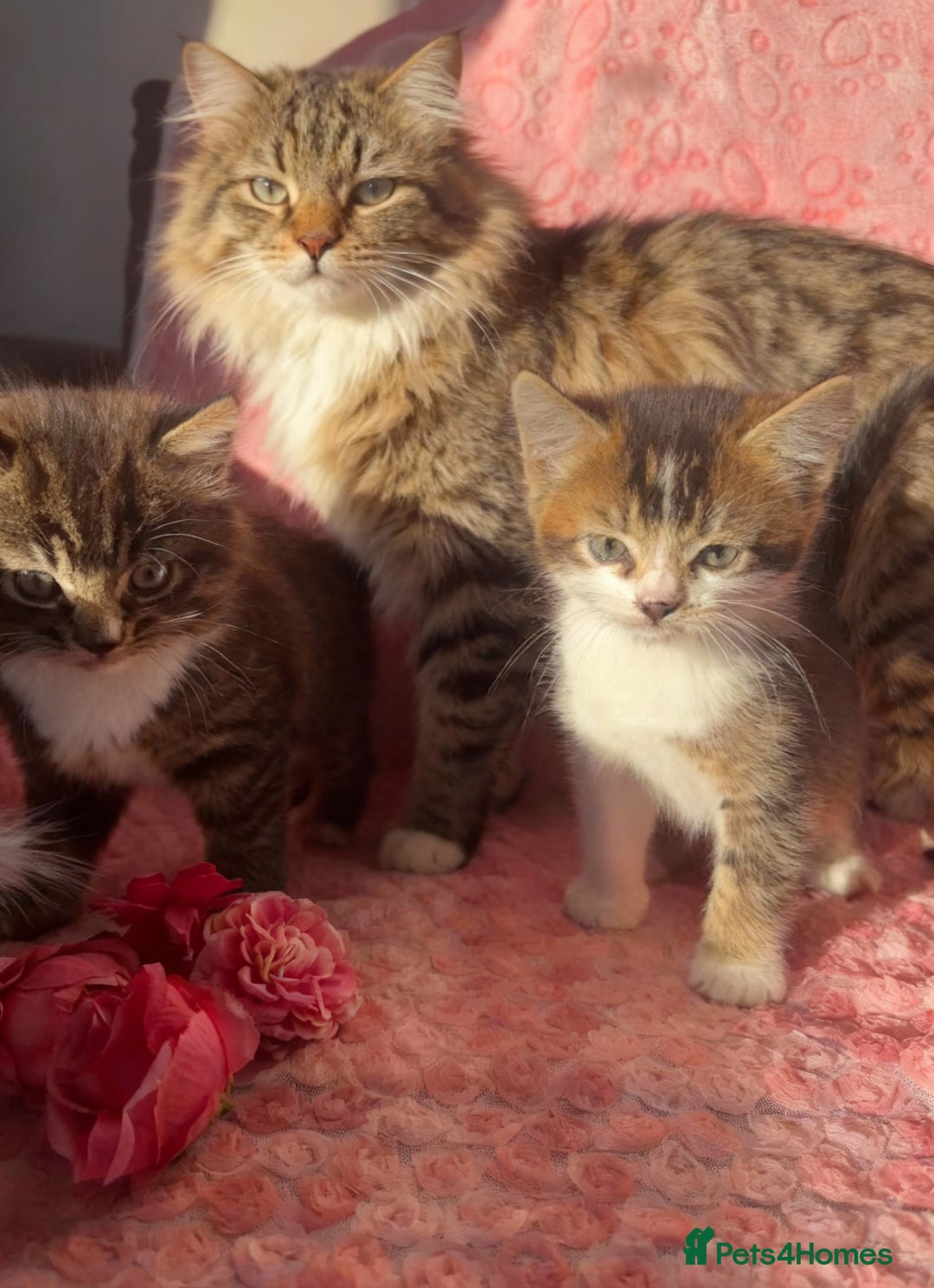 Maine Coon cats for sale: Fluffy Maine Coon Cross Kittens 😸🌺  - Advert 6