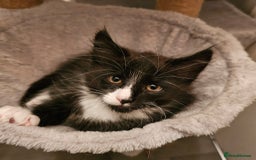 Maine Coon cats for sale: Maine Coon X kittens - Image 8