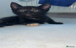 Mixed Breed cats for sale: 4 stunning kittens left  - Image 8