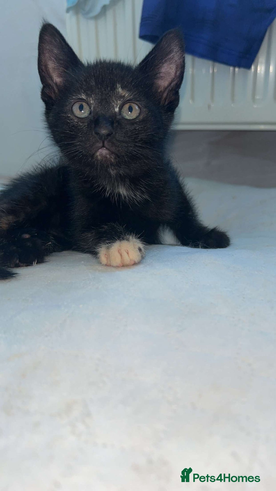 Mixed Breed cats for sale: 4 stunning kittens left  - Image 8