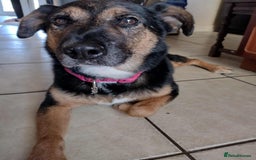 Mixed Breed dogs for adoption: Bumble for adoption - Advert 3